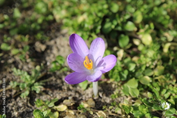 Obraz blauer Krokus im Sonnenschein