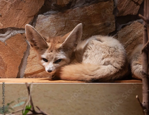 Fototapeta the little fox lies sideways in a ball and looks at the camera