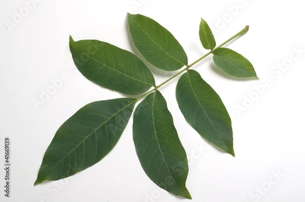 Fototapeta Walnut leaf