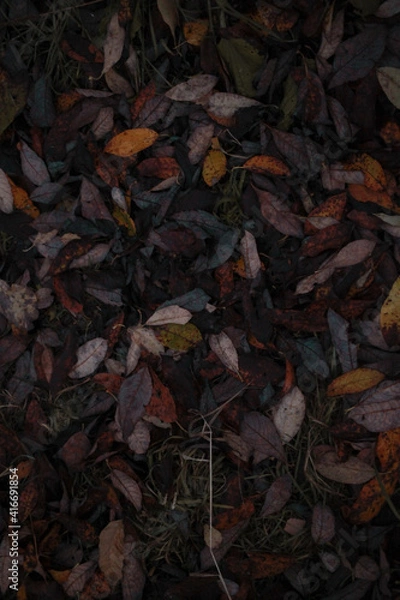 Obraz autumn leaves background 1