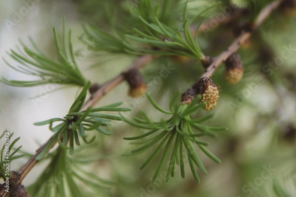 Obraz needle branches of larch tree 2