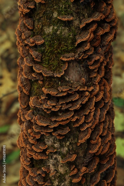 Obraz yellow and brown 2: lichen on tree