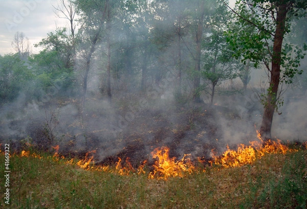Obraz Fire burning in a pine forest
