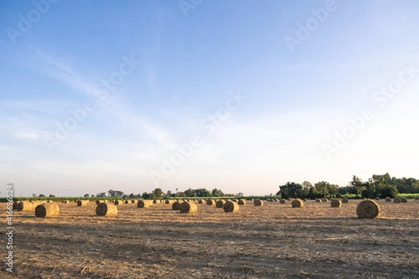 Obraz Sugarcane leaves briquette for processing