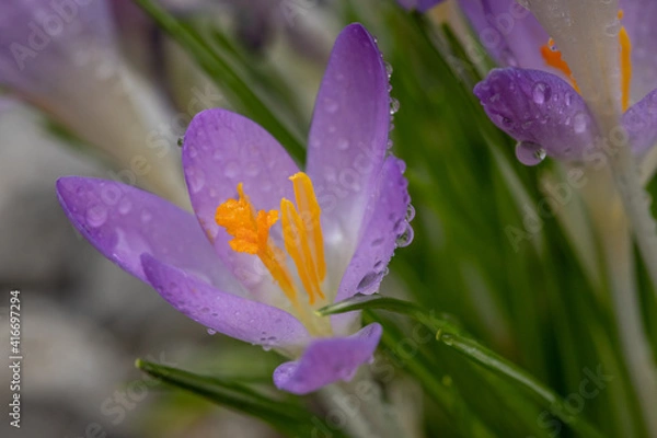 Obraz Close Up Of A Crocus At Spring