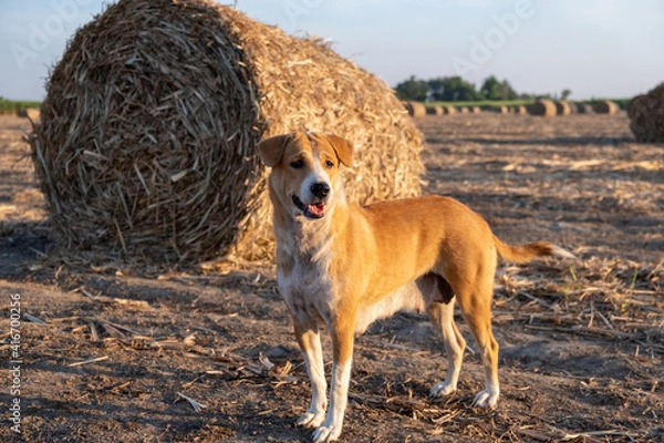 Obraz brown dog standing looking at something