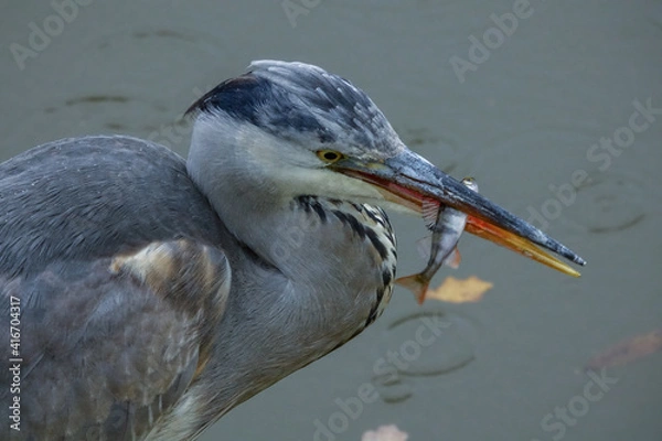 Fototapeta heron caught a fish