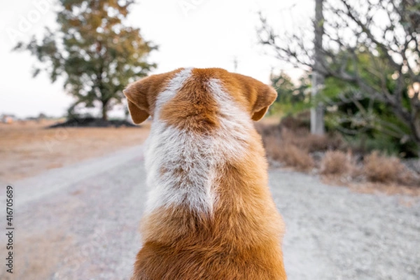 Obraz sitting dog from behind looking  