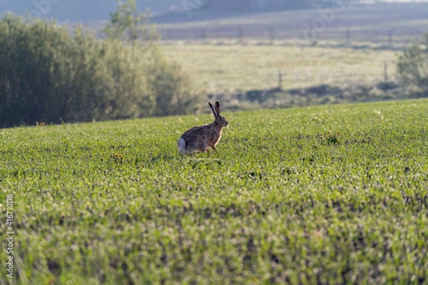 Fototapeta Hare in the field