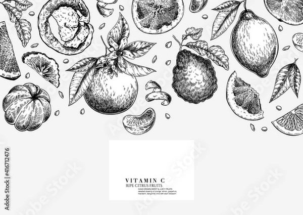 Obraz Citrus fruit set. Hand drawn orange, lemon, grapefruit, mandarin, lime, bergamot, leaves with bloosm and branches. Vector engraved composition Restaurant branding, cosmetic package design, menu.