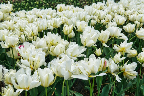 Fototapeta Beautiful bouquet of tulips. colourful tulip with dew drops. tulips in spring. Tulips blooming in the garden.
