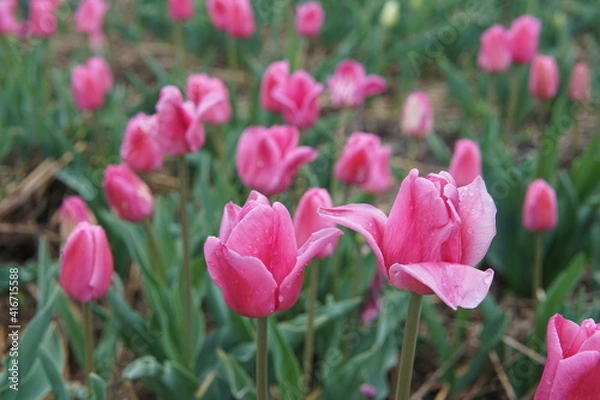 Fototapeta Beautiful bouquet of tulips. colourful tulip with dew drops. tulips in spring. Tulips blooming in the garden.