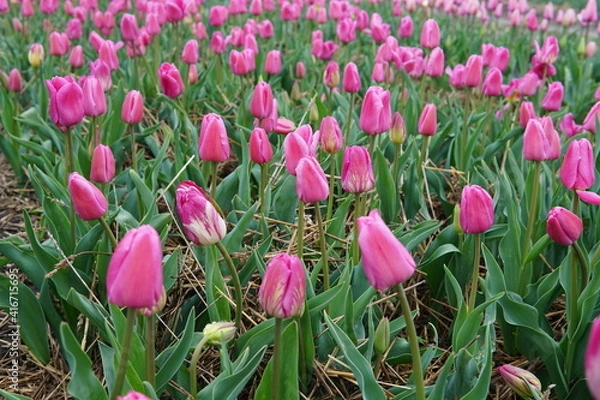 Fototapeta Beautiful bouquet of tulips. colorful tulips. tulips in spring. Pink tulips blooming in the garden.