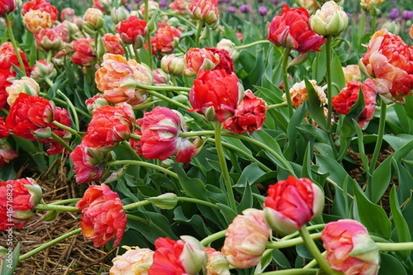 Fototapeta Beautiful bouquet of tulips. colourful tulip. tulips in spring. Tulips blooming in the garden.