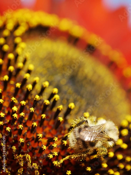 Obraz sunflower red  bee