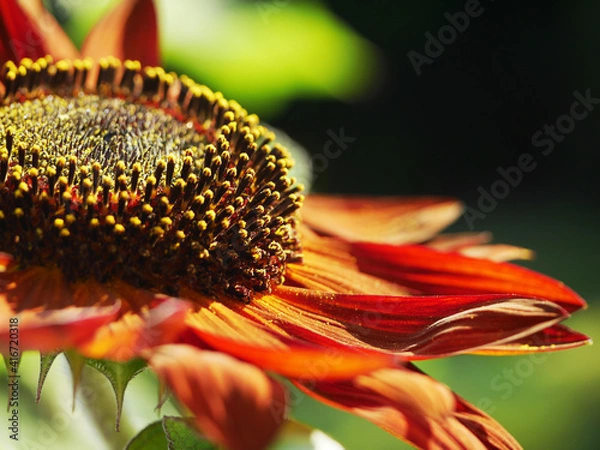 Obraz sunflower red
