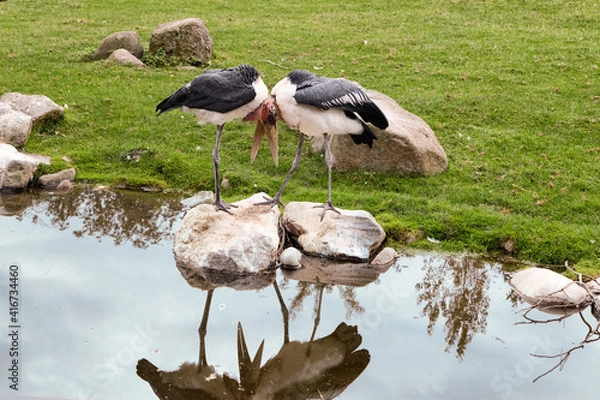 Fototapeta Marabou storks necks cross. Two marabou birds standing on rocks. Zoo birds.