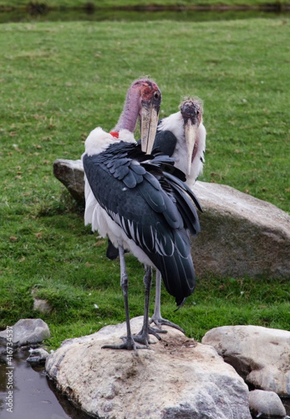 Fototapeta Lovely pair of Marabou storks beaks under the wing. Two marabou birds cleans their feathers. Zoo birds.