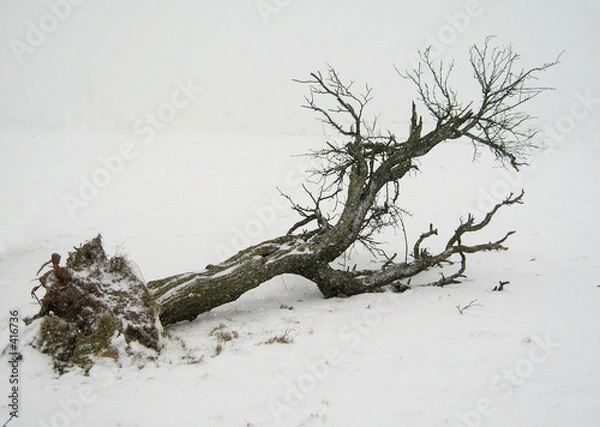 Obraz umgestürzter baum