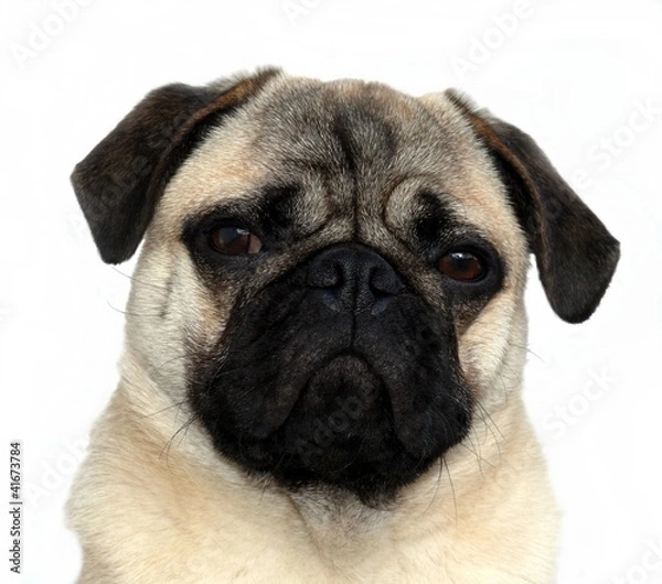 Obraz der intensive Blick