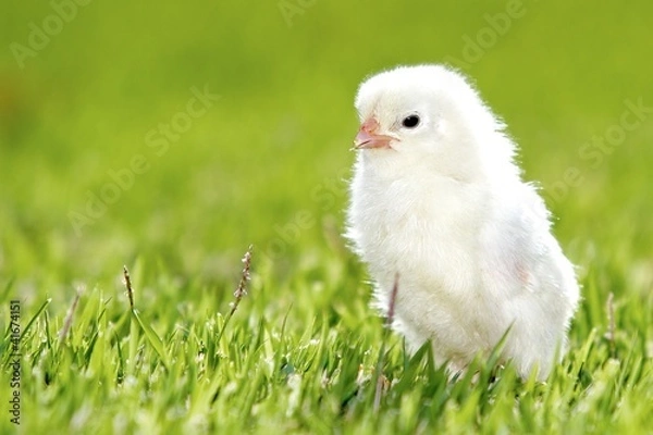 Fototapeta Yellow Chick