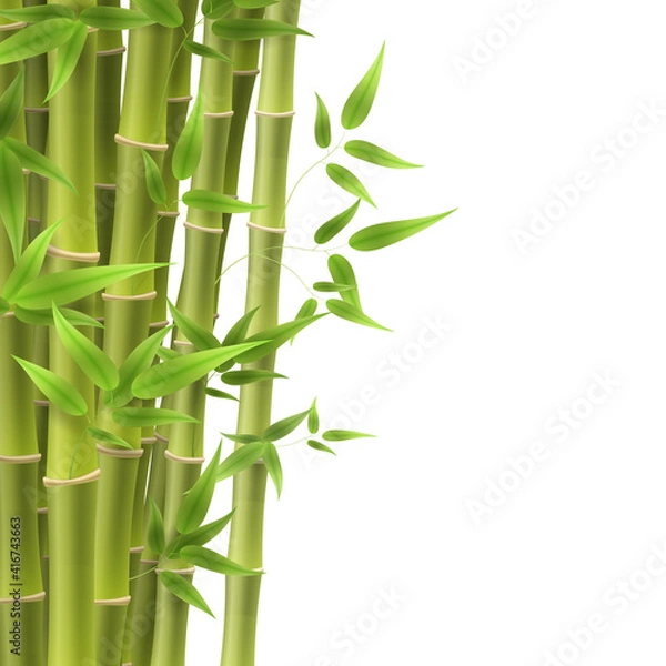 Fototapeta Bamboo tree leaf, plant stem and stick. Bamboo green and brown decoration elements in realistic style.