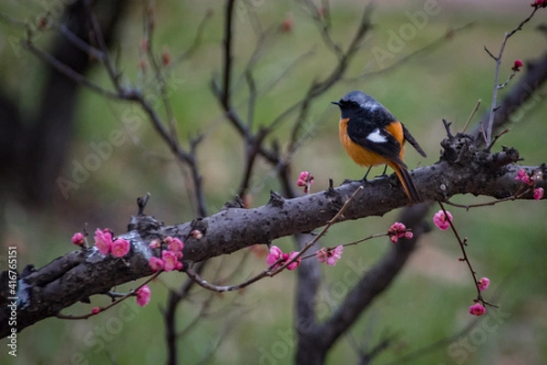 Fototapeta ジョウビタキ