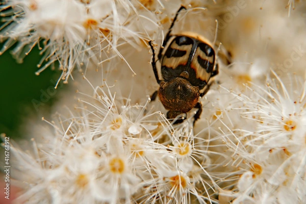 Obraz beetle on a flower