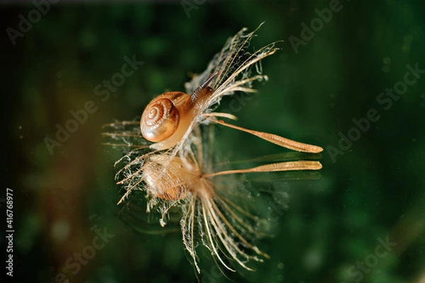 Obraz Snail on a fluff green background  macro