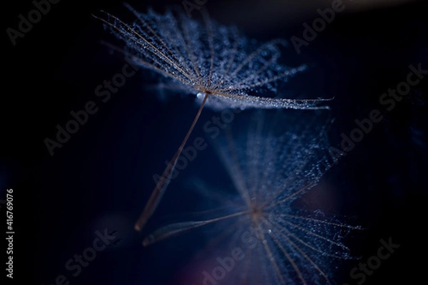 Fototapeta fluff and its reflection