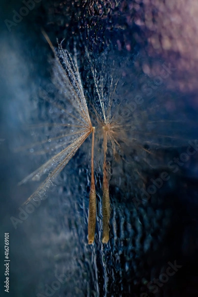 Obraz fluff and its reflection water drops