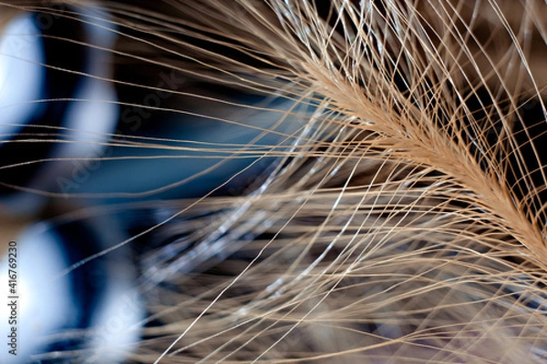 Obraz ear close-up macro photography