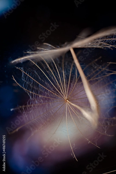 Obraz goatbeard fluff macro photography