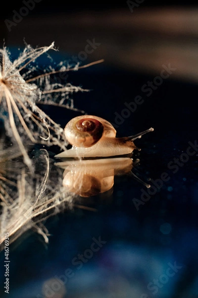 Obraz snail on the mirror