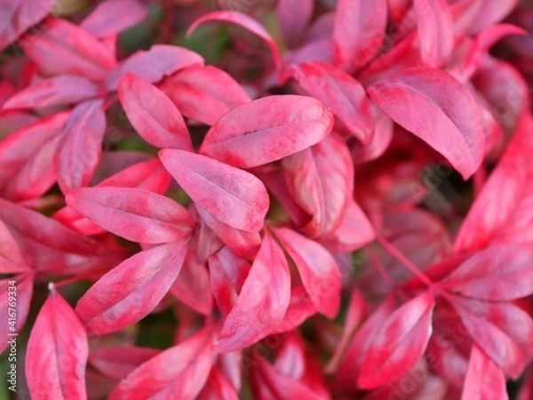 Fototapeta オタフクナンテン