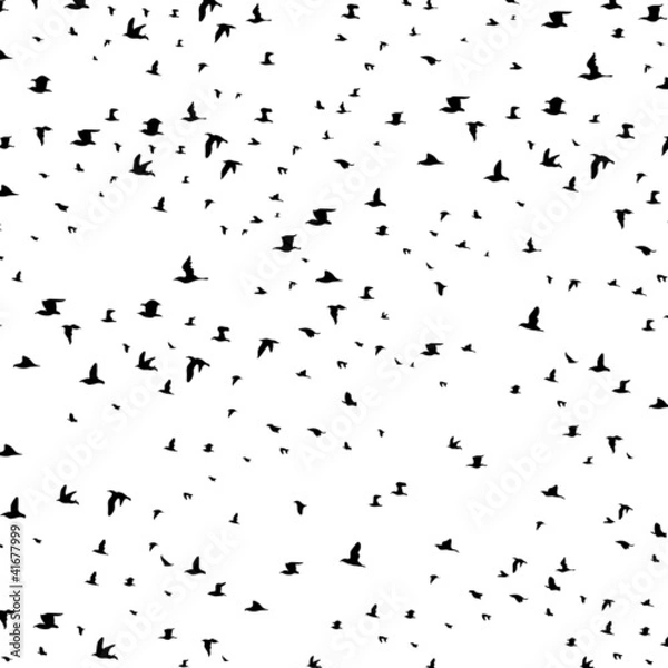 Obraz Flight of birds5