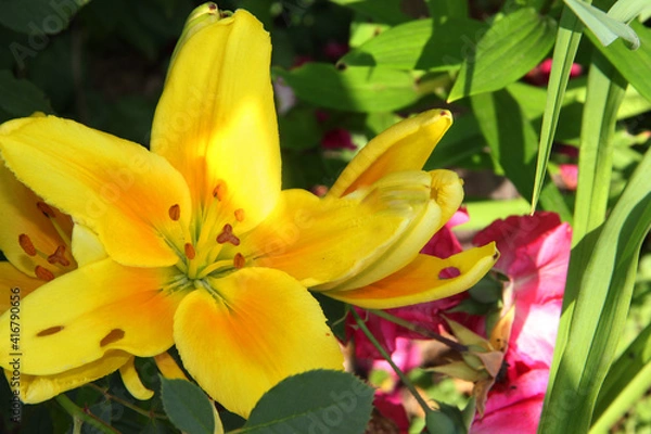 Fototapeta yellow daffodils in spring