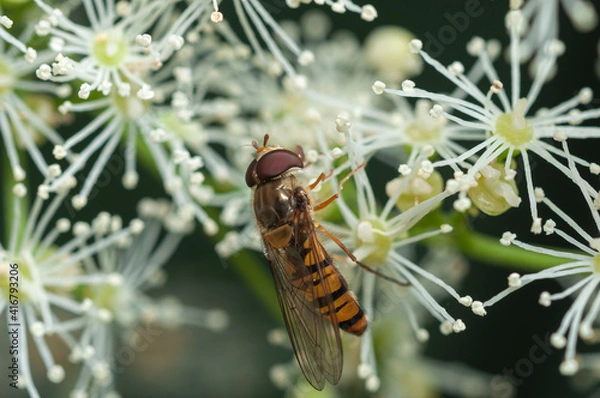 Obraz Hoverfly on Hydrangea flower 