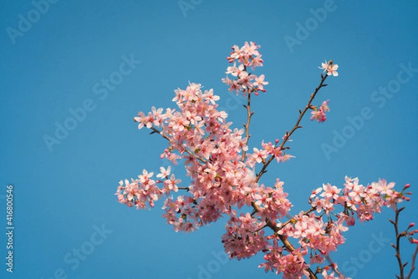 Obraz Cherry blossom trees under clear blue sky in spring