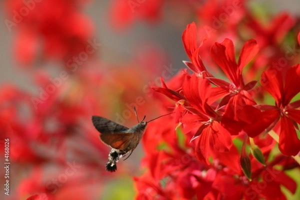 Obraz Il est bon mon geranium 2