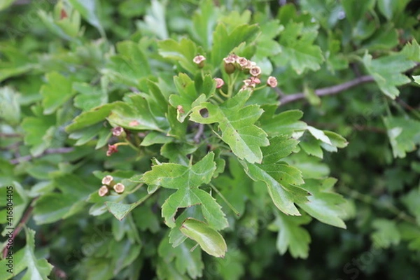 Fototapeta Bäume/Sträucher