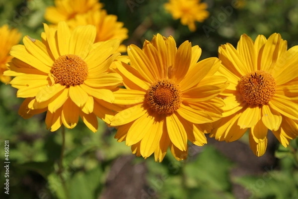 Obraz Triplette de feu