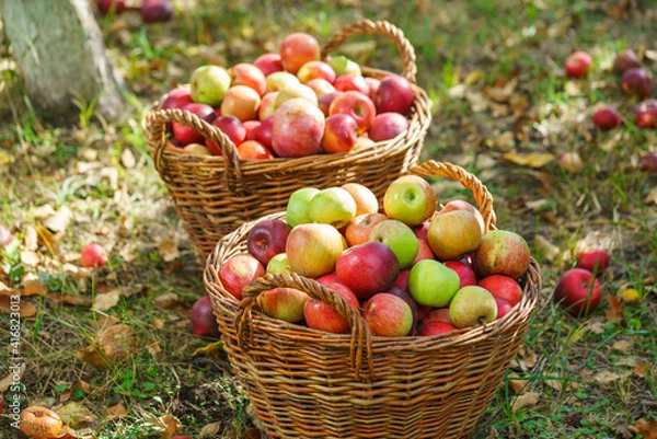Obraz Ripe apples in a basket 