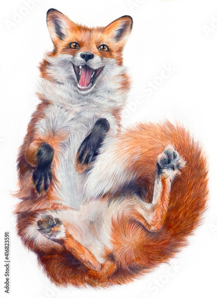 Fototapeta Realistic drawing of a fox on a white background. Funny fox lies and smiles