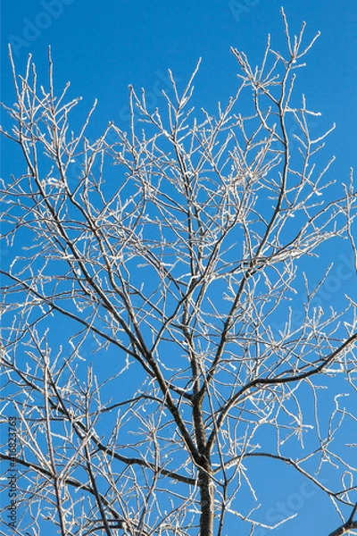 Obraz The crown of a tree covered with hoarfrost/snow against a bright blue sky. Frosty and sunny. First snow.