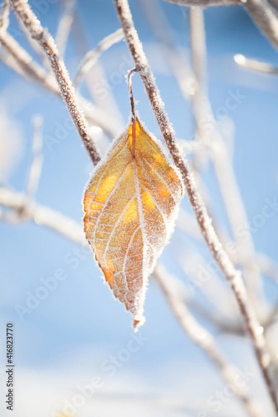Obraz Yellow leaf, covered with frost needles on a snowy branch against the blue sky