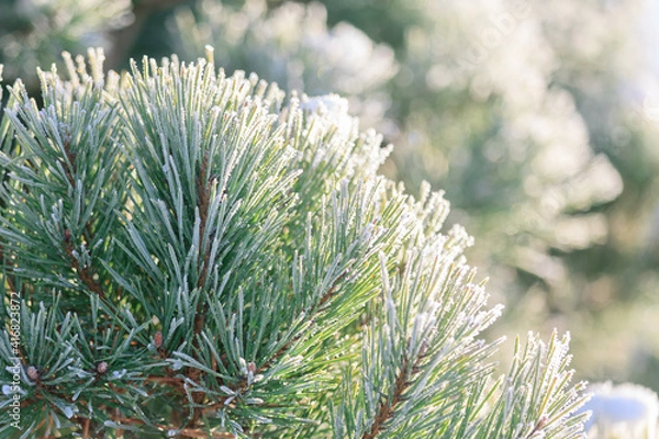 Obraz A branch of pine covered with snow. Winter scene. Wallpapers, background.