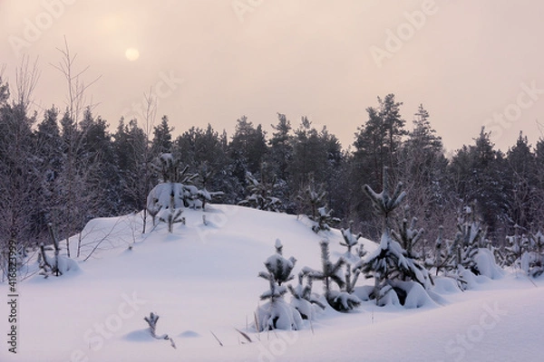 Obraz Winter forest covered with frost. Frosty winter morning. Dawn in the winter forest