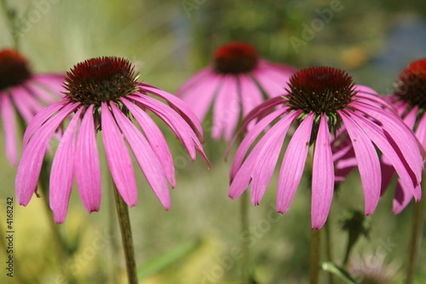 Obraz Mauve is beautiful