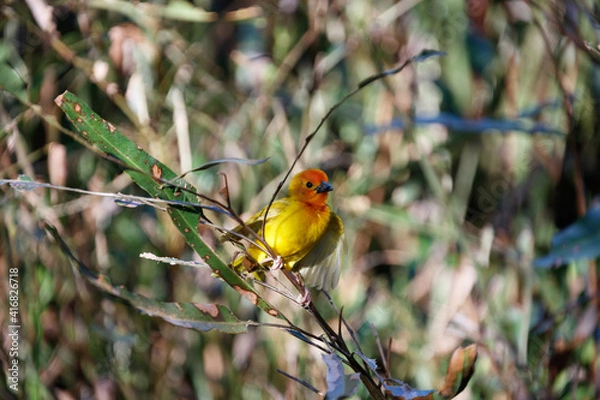 Obraz Wildlife in Kenia 
